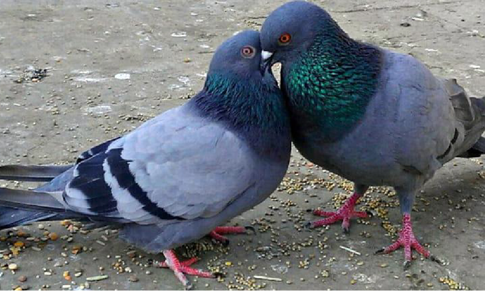 4cardinalpoints.com - Travel - Greece - Athens